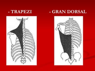 - TRAPEZI - GRAN DORSAL 