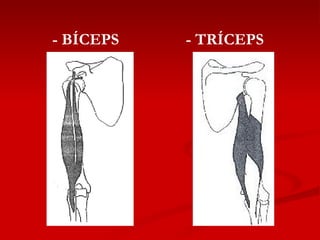 - BÍCEPS - TRÍCEPS 