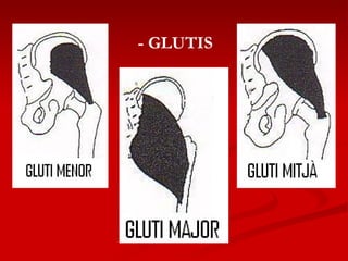 - GLUTIS 