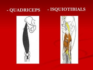 - QUADRICEPS - ISQUIOTIBIALS 