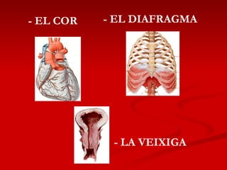 - EL COR - LA VEIXIGA - EL DIAFRAGMA 