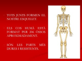 TOTS JUNTS FORMEN EL NOSTRE ESQUELET. ELS COS HUMÀ ESTÀ FORMAT PER 206 ÒSSOS APROXIMADAMENT. SÓN LES PARTS MÉS DURES I RESISTENTS. 