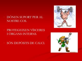 DÓNEN SUPORT PER AL NOSTRE COS. PROTEGEIXEN VÍSCERES I ÒRGANS INTERNS. SÓN DEPÒSITS DE CALCI. 