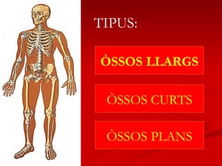 ÒSSOS LLARGS ÒSSOS CURTS ÒSSOS PLANS TIPUS: 