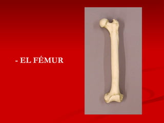 - EL FÉMUR 