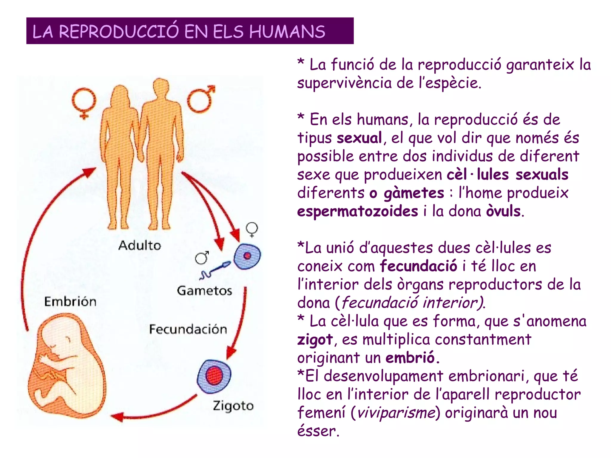 * La funció de la reproducció garanteix la
supervivència de l’espècie.
* En els humans, la reproducció és de
tipus sexual, el que vol dir que només és
possible entre dos individus de diferent
sexe que produeixen cèl·lules sexuals
diferents o gàmetes : l’home produeix
espermatozoides i la dona òvuls.
*La unió d’aquestes dues cèl·lules es
coneix com fecundació i té lloc en
l’interior dels òrgans reproductors de la
dona (fecundació interior).
* La cèl·lula que es forma, que s'anomena
zigot, es multiplica constantment
originant un embrió.
*El desenvolupament embrionari, que té
lloc en l’interior de l’aparell reproductor
femení (viviparisme) originarà un nou
ésser.
LA REPRODUCCIÓ EN ELS HUMANS
 