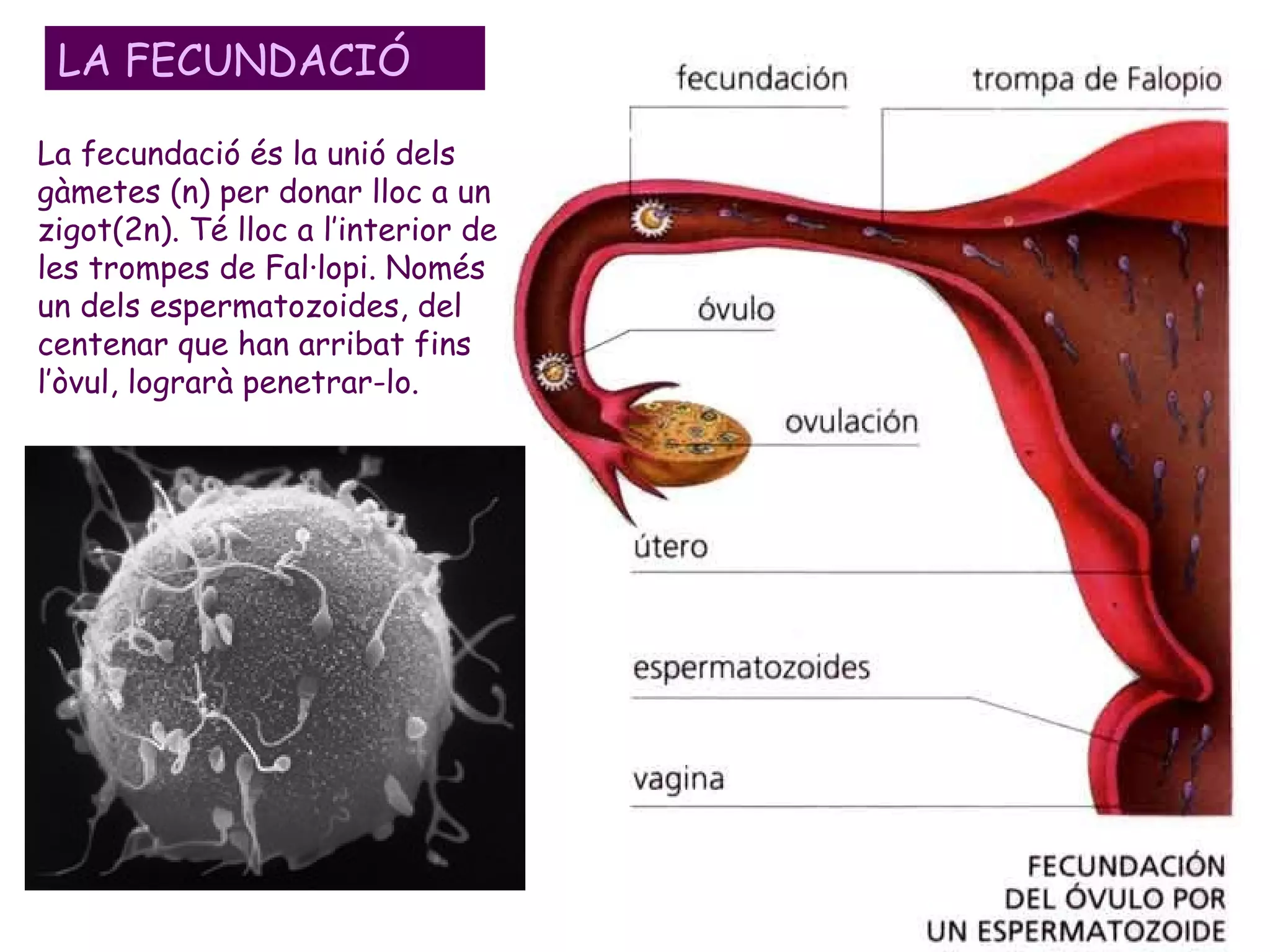 Si no hi ha fecundació: el cos luti s'atrofia 14 dies després de l’ovulació, cessant
la producció d'hormones i provocant que l'endometri es desprengui i surti per la
vagina a l'exterior, produint una hemorràgia denominada menstruació o regla,
que sol durar de 3 a 5 dies.
Alhora a l’ovari un altre fol·licle comença el seu procés de maduració i torna a
començar un altre cicle menstrual.
EL CICLE MENSTRUAL: LA MENSTRUACIÓ
 