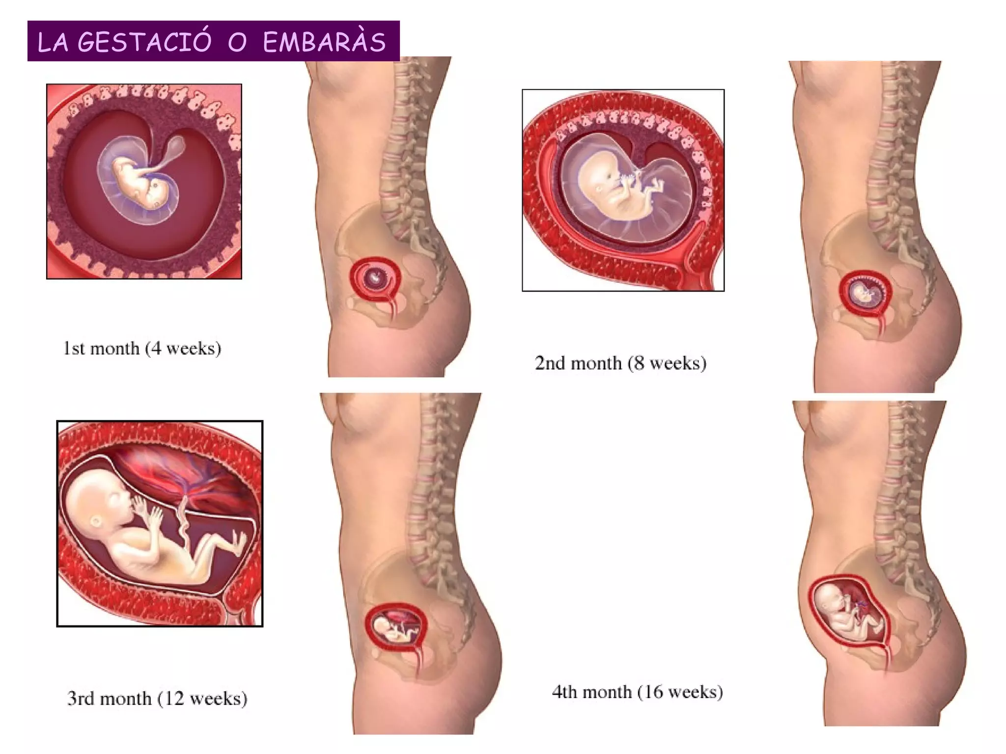 El zigot comença el seu viatge fins a implantar-se a l’úter. Durant aquest
viatge comença a dividir-se i comença a desenvolupar-se com embrió. A
partir de les 16 cèl·lules es comença parlar de mòrula. A continuació
algunes cèl·lules continuen dividint-se i desplaçant-se i passen a un estat
que es denomina blàstula .
Aproximadament al sisè dia després de la fecundació la blàstula arriba a
l’úter i s'implanta a l'endometri (etapa coneguda com anidament) i continua
la seva divisió i transformació que donarà lloc a l’embrió.
LA PRIMERA SETMANA DE GESTACIÓ
 