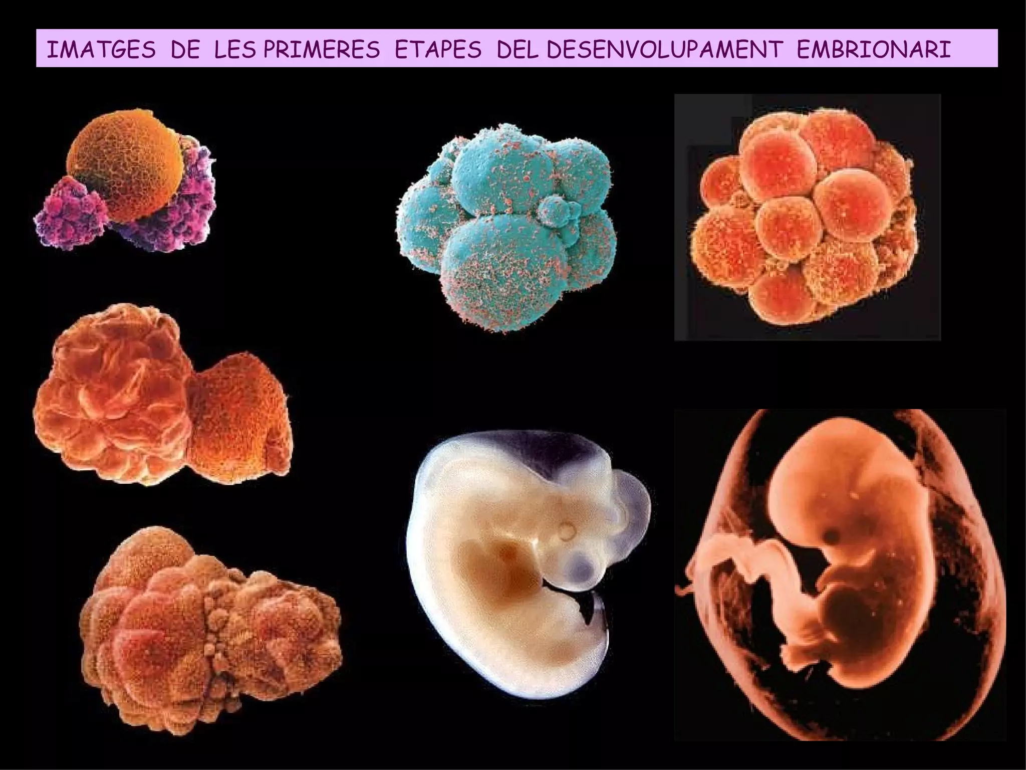 La placenta comença a formar-se a partir de la quarta setmana després de la
fecundació a partir de teixits de l'embrió i de l'endometri matern i està totalment
formada el 3r mes. Aquest òrgan té tres funcions importants:
- A través del cordó umbilical alimenta a l'embrió i retira els productes de
rebuig.
- Actua com barrera defensiva (filtre de microorganismes i substàncies tòxiques.
- Funció endocrina: secreta hormones que possibilitaran la gestació i el
desenvolupament de les glàndules mamàries.
LA PLACENTA
Sang fetal Sang
materna
 