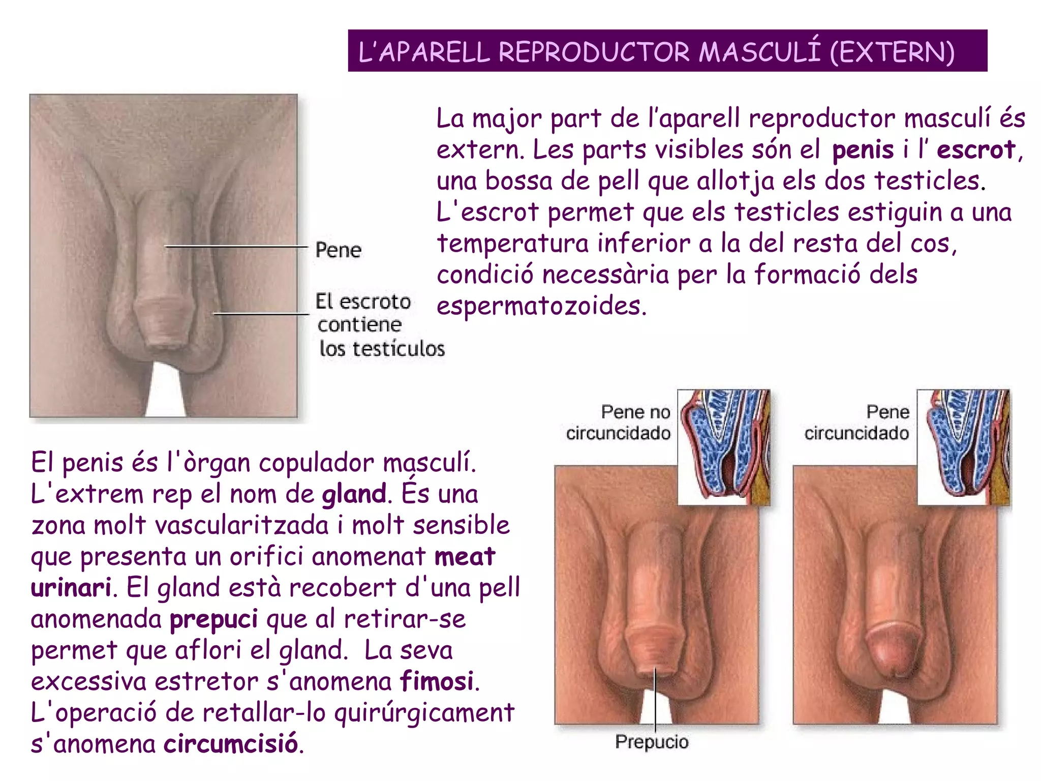 L’APARELL REPRODUCTOR MASCULÍ (EXTERN)
La major part de l’aparell reproductor masculí és
extern. Les parts visibles són el penis i l’ escrot,
una bossa de pell que allotja els dos testicles.
L'escrot permet que els testicles estiguin a una
temperatura inferior a la del resta del cos,
condició necessària per la formació dels
espermatozoides.
El penis és l'òrgan copulador masculí.
L'extrem rep el nom de gland. És una
zona molt vascularitzada i molt sensible
que presenta un orifici anomenat meat
urinari. El gland està recobert d'una pell
anomenada prepuci que al retirar-se
permet que aflori el gland. La seva
excessiva estretor s'anomena fimosi.
L'operació de retallar-lo quirúrgicament
s'anomena circumcisió.
 