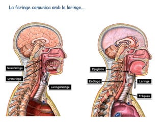 La faringe comunica amb la laringe...
 