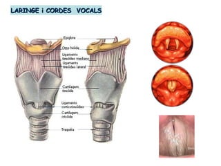 LARINGE i CORDES VOCALSLARINGE i CORDES VOCALS
 