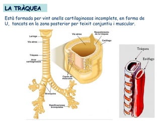 LA TRÀQUEALA TRÀQUEA
Està formada per vint anells cartilaginosos incomplets, en forma de
U, tancats en la zona posterior per teixit conjuntiu i muscular.
 