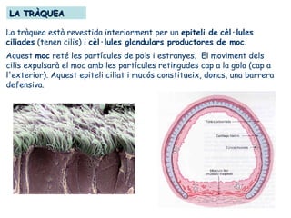 LA TRÀQUEALA TRÀQUEA
La tràquea està revestida interiorment per un epiteli de cèl·lules
ciliades (tenen cilis) i cèl·lules glandulars productores de moc.
Aquest moc reté les partícules de pols i estranyes. El moviment dels
cilis expulsarà el moc amb les partícules retingudes cap a la gola (cap a
l'exterior). Aquest epiteli ciliat i mucós constitueix, doncs, una barrera
defensiva.
 