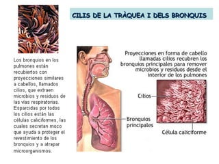 CILIS DE LA TRÀQUEA I DELS BRONQUISCILIS DE LA TRÀQUEA I DELS BRONQUIS
 