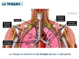 LA TRÀQUEALA TRÀQUEA
La tràquea es ramifica en dos bronquis (un per a cada pulmó)
 