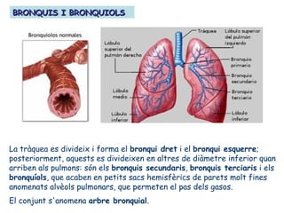BRONQUIS I BRONQUIOLSBRONQUIS I BRONQUIOLS
La tràquea es divideix i forma el bronqui dret i el bronqui esquerre;
posteriorment, aquests es divideixen en altres de diàmetre inferior quan
arriben als pulmons: són els bronquis secundaris, bronquis terciaris i els
bronquíols, que acaben en petits sacs hemisfèrics de parets molt fines
anomenats alvèols pulmonars, que permeten el pas dels gasos.
El conjunt s'anomena arbre bronquial.
 