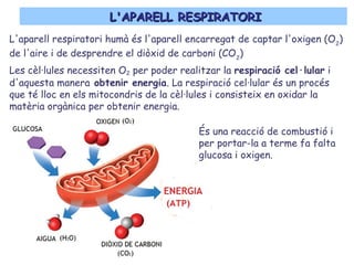L'APARELL RESPIRATORIL'APARELL RESPIRATORI
L'aparell respiratori humà és l'aparell encarregat de captar l'oxigen (O2
)
de l'aire i de desprendre el diòxid de carboni (CO2
)
Les cèl·lules necessiten O2 per poder realitzar la respiració cel·lular i
d'aquesta manera obtenir energia. La respiració cel·lular és un procés
que té lloc en els mitocondris de la cèl·lules i consisteix en oxidar la
matèria orgànica per obtenir energia.
És una reacció de combustió i
per portar-la a terme fa falta
glucosa i oxigen.
 