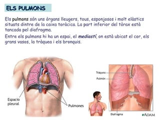 ELS PULMONSELS PULMONS
Els pulmons són uns òrgans lleugers, tous, esponjosos i molt elàstics
situats dintre de la caixa toràcica. La part inferior del tòrax està
tancada pel diafragma.
Entre els pulmons hi ha un espai, el mediastí, on està ubicat el cor, els
grans vasos, la tràquea i els bronquis.
 