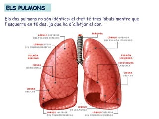 ELS PULMONSELS PULMONS
Els dos pulmons no són idèntics: el dret té tres lòbuls mentre que
l'esquerre en té dos, ja que ha d'allotjar el cor.
 