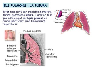 ELS PULMONS i LA PLEURAELS PULMONS i LA PLEURA
Estan recoberts per una doble membrana
serosa, anomenada pleura, l'interior de la
qual està ocupat pel líquid pleural, de
funció lubrificant, en els moviments
respiratoris.
 