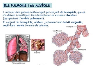 ELS PULMONS i els ALVÈOLSELS PULMONS i els ALVÈOLS
L'interior dels pulmons està ocupat pel conjunt de bronquíols, que es
divideixen i ramifiquen fins desembocar en els sacs alveolars
(agrupacions d'alvèols pulmonars).
El conjunt de bronquíols, alvèols juntament amb teixit conjuntiu,
capil·lars i nervis formen els pulmons.
 