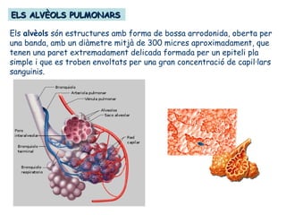 ELS ALVÈOLS PULMONARSELS ALVÈOLS PULMONARS
Els alvèols són estructures amb forma de bossa arrodonida, oberta per
una banda, amb un diàmetre mitjà de 300 micres aproximadament, que
tenen una paret extremadament delicada formada per un epiteli pla
simple i que es troben envoltats per una gran concentració de capil·lars
sanguinis.
 