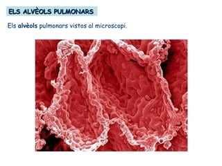 ELS ALVÈOLS PULMONARSELS ALVÈOLS PULMONARS
Els alvèols pulmonars vistos al microscopi.
 