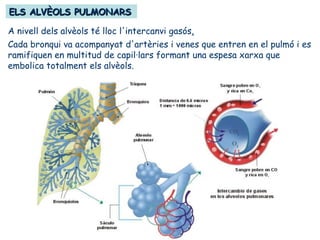ELS ALVÈOLS PULMONARSELS ALVÈOLS PULMONARS
A nivell dels alvèols té lloc l'intercanvi gasós.
Cada bronqui va acompanyat d'artèries i venes que entren en el pulmó i es
ramifiquen en multitud de capil·lars formant una espesa xarxa que
embolica totalment els alvèols.
 
