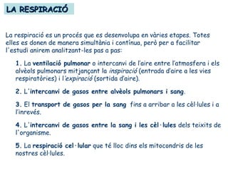 LA RESPIRACIÓLA RESPIRACIÓ
La respiració es un procés que es desenvolupa en vàries etapes. Totes
elles es donen de manera simultània i contínua, però per a facilitar
l'estudi anirem analitzant-les pas a pas:
1. La ventilació pulmonar o intercanvi de l’aire entre l’atmosfera i els
alvèols pulmonars mitjançant la inspiració (entrada d’aire a les vies
respiratòries) i l’expiració (sortida d’aire).
2. L'intercanvi de gasos entre alvèols pulmonars i sang.
3. El transport de gasos per la sang fins a arribar a les cèl·lules i a
l’inrevés.
4. L'intercanvi de gasos entre la sang i les cèl·lules dels teixits de
l'organisme.
5. La respiració cel·lular que té lloc dins els mitocondris de les
nostres cèl·lules.
 
