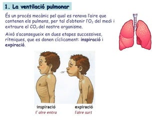 1. La ventilació pulmonar1. La ventilació pulmonar
És un procés mecànic pel qual es renova l’aire que
contenen els pulmons, per tal d’obtenir l’O2 del medi i
extraure el CO2 del nostre organisme.
Això s’aconsegueix en dues etapes successives,
rítmiques, que es donen cíclicament: inspiració i
expiració.
 
