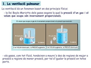 1. La ventilació pulmonar1. La ventilació pulmonar
- els gasos, com tot fluid, tendeixen a moure's des de regions de major a
pressió a regions de menor pressió, per tal d'igualar la pressió en totes
parts.
La ventilació és un fenomen basat en dos principis físics:
- la llei Boyle-Mariotte dels gasos segons la qual la pressió d'un gas i el
volum que ocupa són inversament proporcionals.
 
