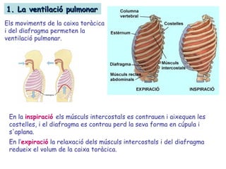 Els moviments de la caixa toràcica
i del diafragma permeten la
ventilació pulmonar.
1. La ventilació pulmonar1. La ventilació pulmonar
En la inspiració els músculs intercostals es contrauen i aixequen les
costelles, i el diafragma es contrau perd la seva forma en cúpula i
s'aplana.
En l’expiració la relaxació dels músculs intercostals i del diafragma
redueix el volum de la caixa toràcica.
 