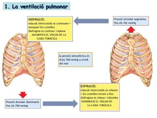 1. La ventilació pulmonar1. La ventilació pulmonar
 