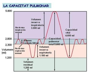 LA CAPACITAT PULMONARLA CAPACITAT PULMONAR
 