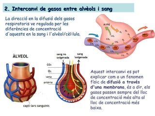 2. Intercanvi de gasos entre alvèols i sang2. Intercanvi de gasos entre alvèols i sang
La direcció en la difusió dels gasos
respiratoris ve regulada per les
diferències de concentració
d'aquests en la sang i l'alvèol/cèl·lula.
Aquest intercanvi es pot
explicar com a un fenomen
físic de difusió a través
d'una membrana, és a dir, els
gasos passen sempre del lloc
de concentració més alta al
lloc de concentració més
baixa.
 