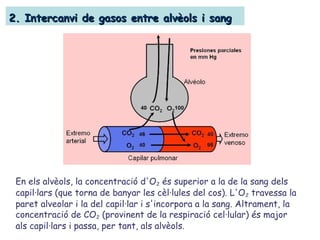 2. Intercanvi de gasos entre alvèols i sang2. Intercanvi de gasos entre alvèols i sang
En els alvèols, la concentració d'O2 és superior a la de la sang dels
capil·lars (que torna de banyar les cèl·lules del cos). L'O2 travessa la
paret alveolar i la del capil·lar i s'incorpora a la sang. Altrament, la
concentració de CO2 (provinent de la respiració cel·lular) és major
als capil·lars i passa, per tant, als alvèols.
 