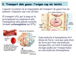 3. Transport dels gasos: l'oxigen cap als teixits3. Transport dels gasos: l'oxigen cap als teixits
L’aparell circulatori és el responsable del transport de gasos fins als
pulmons i d’aquests cap a les cèl·lules.
El transport d’O2 per la sang es fa
principalment en combinació amb
l’hemoglobina dels glòbuls vermells,
formant oxihemoglobina (un 97%).
Cada molècula d'hemoglobina té 4
àtoms de ferro i com que cada àtom
de ferro pot fixar una molècula
d’oxigen (O2), en total 4 molècules
d’oxigen poden ser transportades
en cada molècula d’hemoglobina.
 