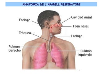 ANATOMIA DE L'APARELL RESPIRATORIANATOMIA DE L'APARELL RESPIRATORI
 
