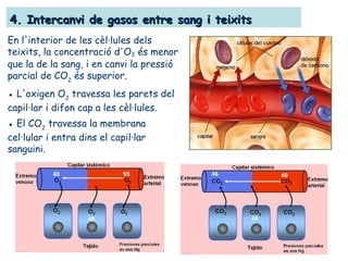 4. Intercanvi de gasos entre sang i teixits4. Intercanvi de gasos entre sang i teixits
En l'interior de les cèl·lules dels
teixits, la concentració d'O2 és menor
que la de la sang, i en canvi la pressió
parcial de CO2
és superior.
● L'oxigen O2
travessa les parets del
capil·lar i difon cap a les cèl·lules.
● El CO2
travessa la membrana
cel·lular i entra dins el capil·lar
sanguini.
 