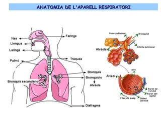 ANATOMIA DE L'APARELL RESPIRATORIANATOMIA DE L'APARELL RESPIRATORI
 