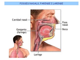 FOSSES NASALS, FARINGE I LARINGE
 