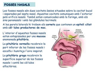 FOSSES NASALSFOSSES NASALS
Les fosses nasals són dues cavitats òssies situades sobre la cavitat bucal
i separades pel septe nasal. Aquestes cavitats comuniquen amb l'exterior
pels orificis nasals. També estan comunicades amb la faringe, amb els
sins paranasals i amb les glàndules lacrimals.
A les parets laterals hi trobem els cornets que contenen un epiteli ciliat
amb cèl·lules productores de moc.
L'interior d'aquestes fosses nasals
estan entapissades per una mucosa
anomenada pituïtària.
La pituïtària vermella recobreix la
part inferior de les fosses nasals i
escalfa i humiteja l'aire inspirat.
La pituïtària groga recobreix la
superfície superior de les fosses
nasals i conté les cèl·lules
olfactòries.
 