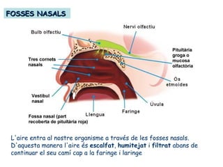 FOSSES NASALSFOSSES NASALS
L'aire entra al nostre organisme a través de les fosses nasals.
D'aquesta manera l'aire és escalfat, humitejat i filtrat abans de
continuar el seu camí cap a la faringe i laringe
 