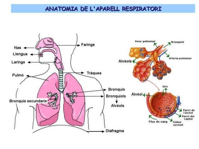 Resultado de imagen de aparell respiratori