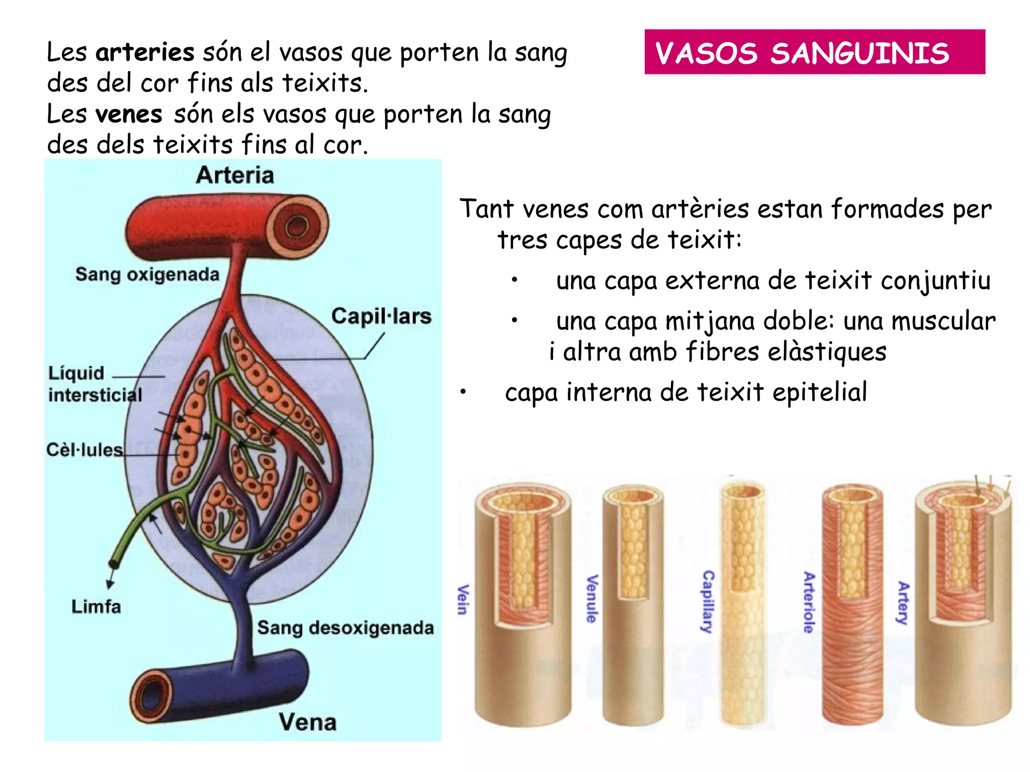 VASOS SANGUINIS Tant venes com artèries estan formades per tres capes de teixit: una capa externa de teixit conjuntiu una capa mitjana doble: una muscular i altra amb fibres elàstiques capa interna de teixit epitelial  Les  arteries  són el vasos que porten la sang des del cor fins als teixits. Les  venes  són els vasos que porten la sang des dels teixits fins al cor. 