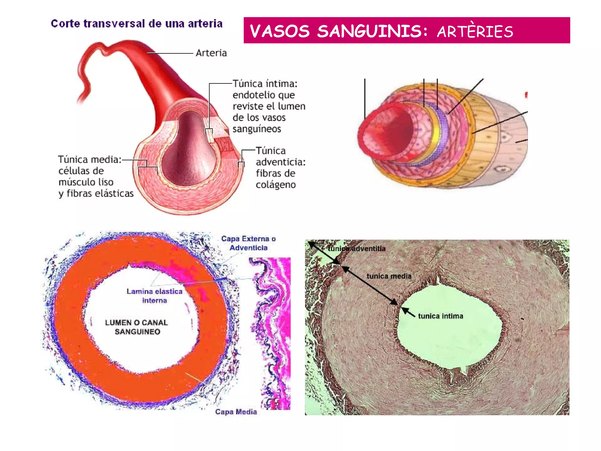 VASOS SANGUINIS:  ARTÈRIES 