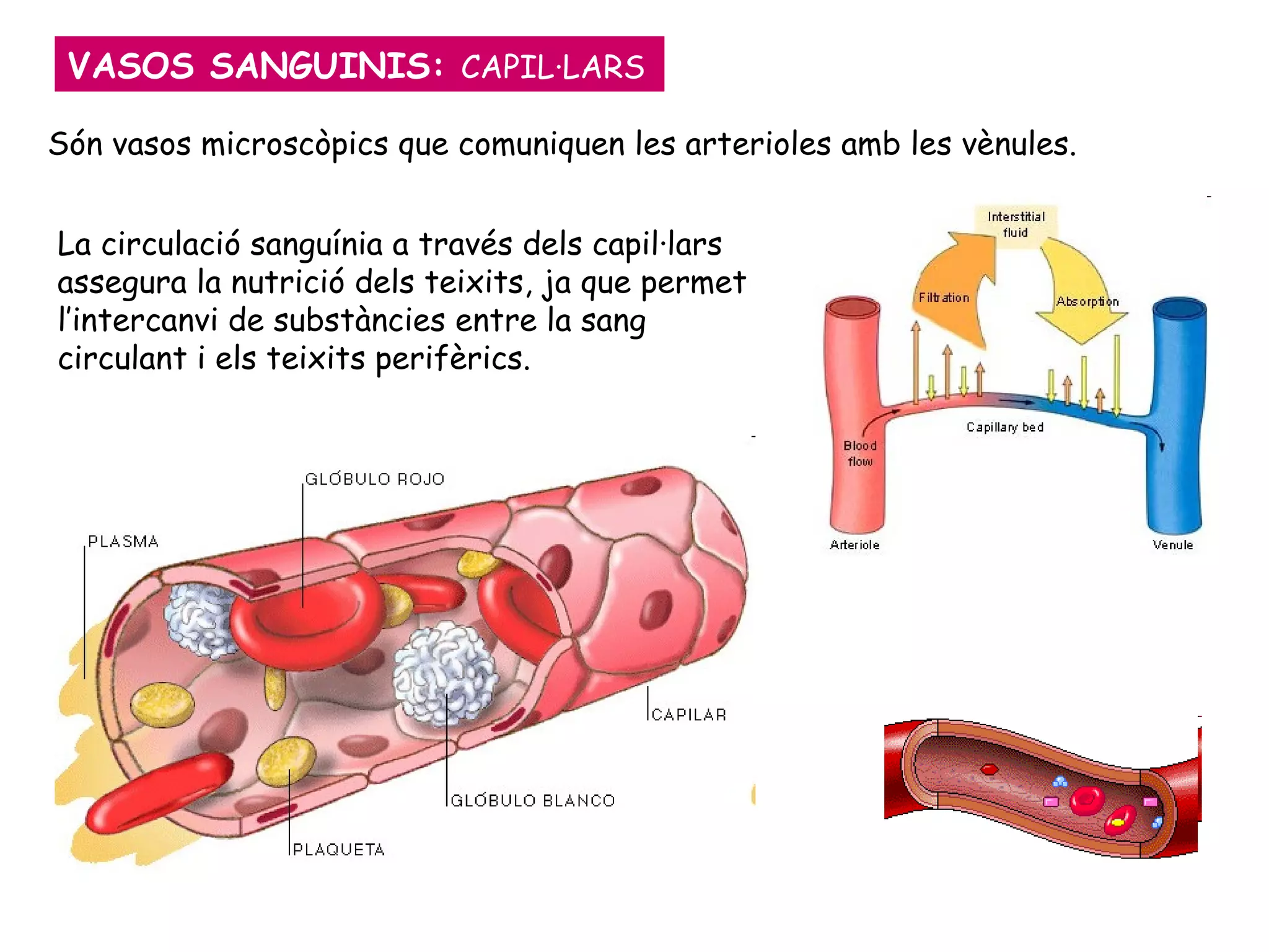 La circulació sanguínia a través dels capil·lars assegura la nutrició dels teixits, ja que permet l’intercanvi de substàncies entre la sang circulant i els teixits perifèrics.  VASOS SANGUINIS:  CAPIL·LARS Són vasos microscòpics que comuniquen les arterioles amb les vènules. 