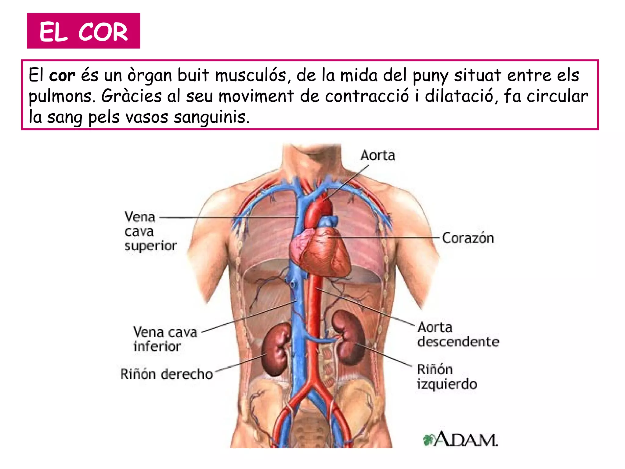 El  cor  és un òrgan buit musculós, de la mida del puny situat entre els pulmons. Gràcies al seu moviment de contracció i dilatació, fa circular la sang pels vasos sanguinis. EL COR 