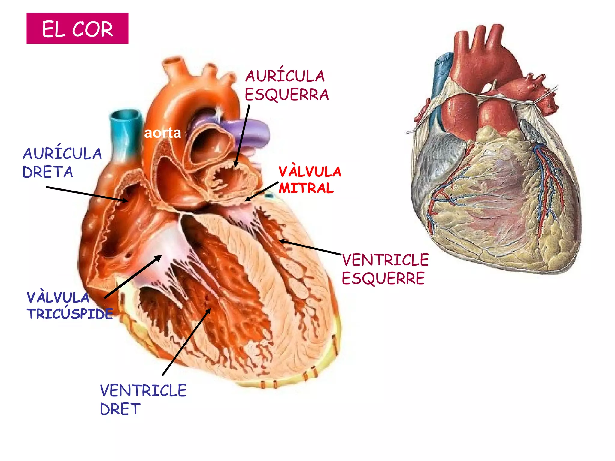 AURÍCULA DRETA VÀLVULA MITRAL VÀLVULA TRICÚSPIDE VENTRICLE ESQUERRE VENTRICLE DRET AURÍCULA ESQUERRA EL COR aorta 